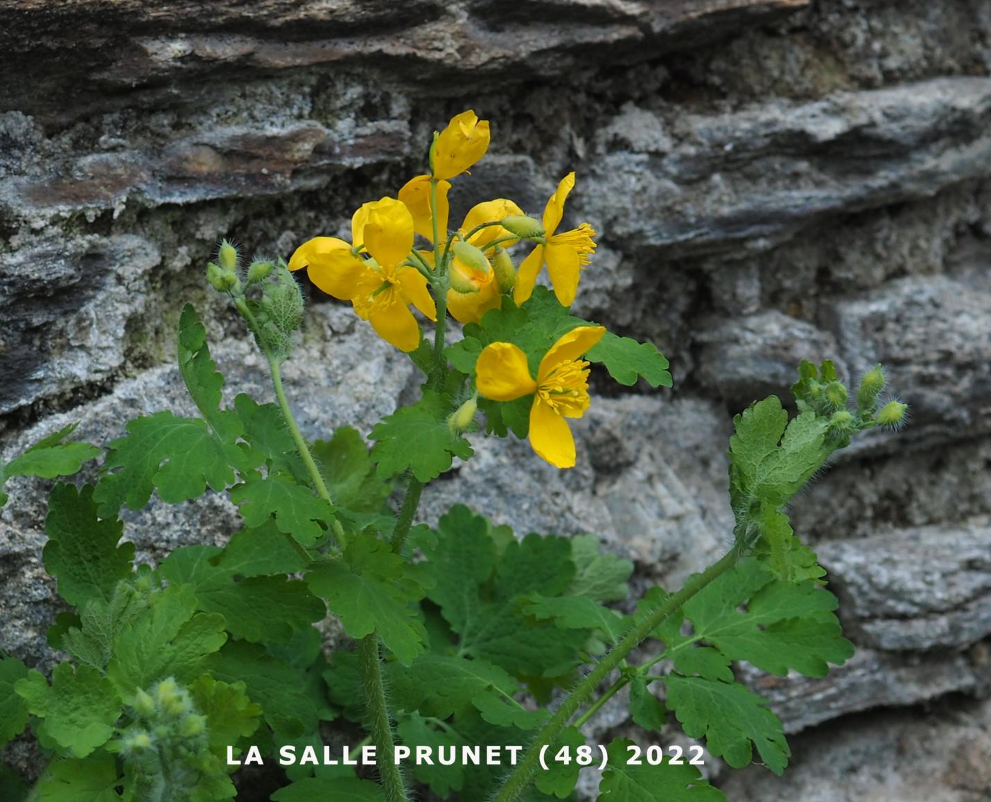 Celandine, Greater
